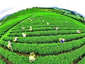 Chè xuất khẩu: Để vừa “có tiếng” vừa “có miếng”