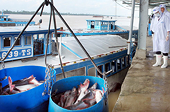 EU muốn nhập nhiều cá tra