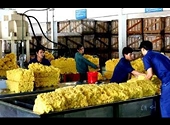 Việt Nam có thể là nước sản xuất cao su đứng thứ 4 thế giới