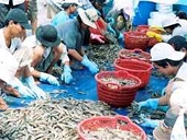 Mỹ lùi thời hạn công bố thuế chống bán phá giá tôm Việt Nam