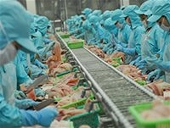 Xuất khẩu cá tra: VietGap là tiêu chuẩn nền tảng