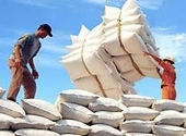 Indonesia sẽ nhập tới 600.000 tấn gạo Việt Nam