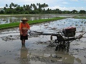 Philippines nỗ lực giảm phụ thuộc vào gạo nhập khẩu