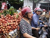 Vải thiều xuất khẩu tiểu ngạch gặp khó