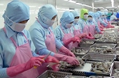 Xuất khẩu tôm và cơ hội sau khi thắng kiện 