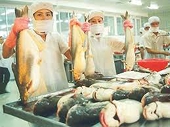 Ba nhà bán lẻ lớn của Anh ngừng bán cá tra Việt Nam
