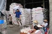 Cơ hội lớn cho xuất khẩu gạo