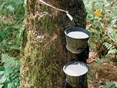 Xuất khẩu mủ cao su của Campuchia tăng vọt