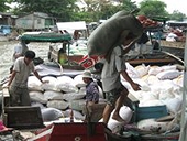 Lúa gạo tăng giá làm khó nhà xuất khẩu