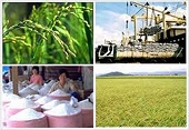 Cơ hội cho doanh nghiệp Việt Nam xuất khẩu gạo sang Kenya 