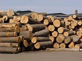 Doanh nghiệp XK gỗ ngại khó với Đạo luật FLEGT ở EU