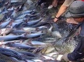 Nhiều cơ hội để doanh nghiệp xuất cá tra sang Mỹ