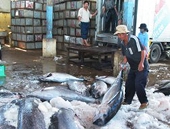 Xuất khẩu cá ngừ sang Mỹ chiếm gần một nửa