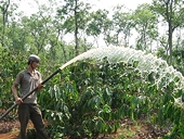 Đủ kiểu “xù” giao cà phê xuất khẩu