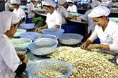 Vinacas khuyến nghị tạm ngừng nhập khẩu điều thô   