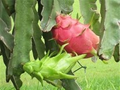 Bình Thuận lo mất thương hiệu thanh long