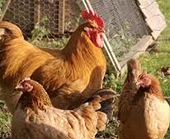 Mỹ khiếu nại lên WTO trong vụ Trung Quốc áp thuế chống bán phá giá các sản phẩm thịt gà 