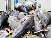 Quy định của WTO có lợi cho ngành cá ngừ Mêhicô