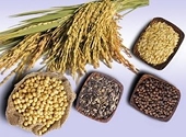 Nga hỗ trợ vận chuyển để tăng xuất khẩu ngũ cốc