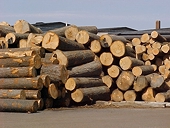 Úc tiến hành điều tra chống bán phá giá sản phẩm gỗ xuất khẩu từ Áo, Canada, Czech,Estonia, Đức, Lithuania, Thụy Điển và Hoa Kỳ 