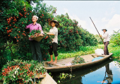 Mỹ lấy ý kiến về nhập khẩu nhãn, vải của VN