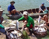 Quy định mức trần hàm lượng nước trong cá tra, basa xuất khẩu là cần thiết