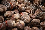 Cannada và Mỹ - hai điểm sáng trong xuất khẩu nhuyễn thể hai mảnh vỏ