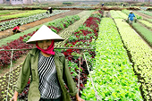 Dựng rào cản để giảm nhập khẩu nông sản 