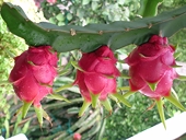 Mỹ siết chặt kiểm tra thanh long