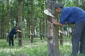 Cục Hải quan hướng dẫn áp dụng thuế suất thuế xuất khẩu cao su