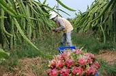 Xuất trái cây vào Mỹ: Có giấy phép thôi chưa đủ!