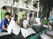 Lo thiếu hợp đồng xuất khẩu gạo