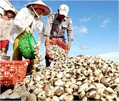 Nuôi nghêu theo tiêu chuẩn MSC 