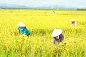 Ấn Độ có thể giành vị trí xuất khẩu gạo lớn thứ 2 thế giới của Việt Nam trong năm 2012
