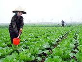  Kiểm tra rau xuất khẩu không đạt chất lượng 