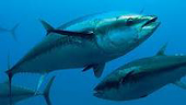 Mêhicô phản đối phán quyết của WTO về XK cá ngừ sang Mỹ 