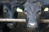Nga tạm thời cấm nhập gia súc từ EU 