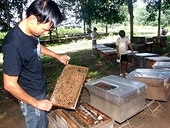 Ách tắc trong xuất khẩu mật ong sang Mỹ 