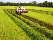 Ấn Độ và bài toán cho xuất khẩu gạo Việt Nam 