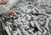 Hài hòa các tiêu chuẩn sinh thái của Mỹ và EU 