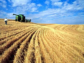 Nga xuất khẩu tới 28 triệu tấn ngũ cốc năm 2011