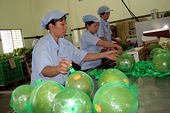 Xuất khẩu sang thị trường EU : “Cái khó ló cái khôn”