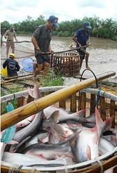 Mỹ giảm thuế chống bán phá giá đối với cá tra