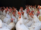 Mỹ kiện lên WTO về việc Ấn Độ cấm nhập gia cầm