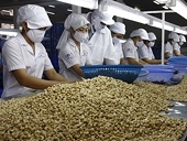 Ngành điều đặt mục tiêu đạt kim ngạch 1,5 tỷ USD