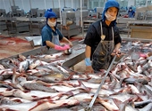 Cơ hội đẩy mạnh xuất khẩu cá tra sang Mỹ