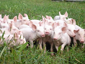 EU lo ngại quyết định cấm nhập khẩu lợn của Nga