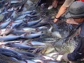 Thượng viện Mỹ thông qua dự luật cho phép điều tra chống trợ cấp đối với hàng hóa từ nền kinh tế phi thị trường