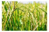 Bangladesh dỡ bỏ lệnh cấm xuất khẩu gạo thơm