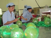 Tạm thời ngừng cấp giấy kiểm dịch rau quả xuất đi EU